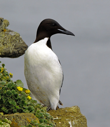 ����������� �����